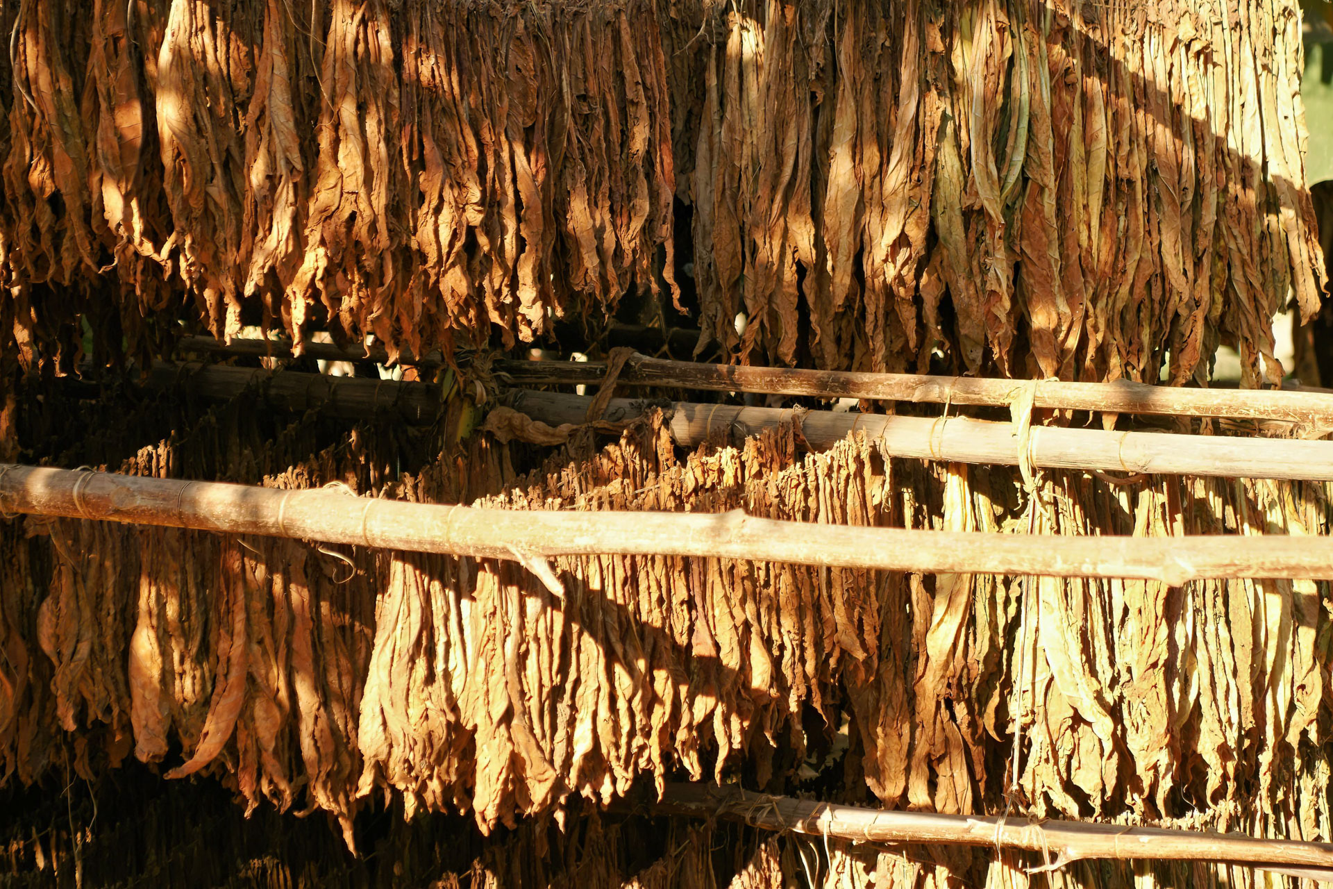 Trocknende Tabakblätter